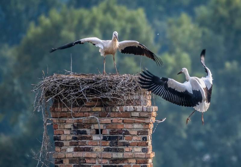 Professional Chimney Animal Removal Services in Allenton, Michigan