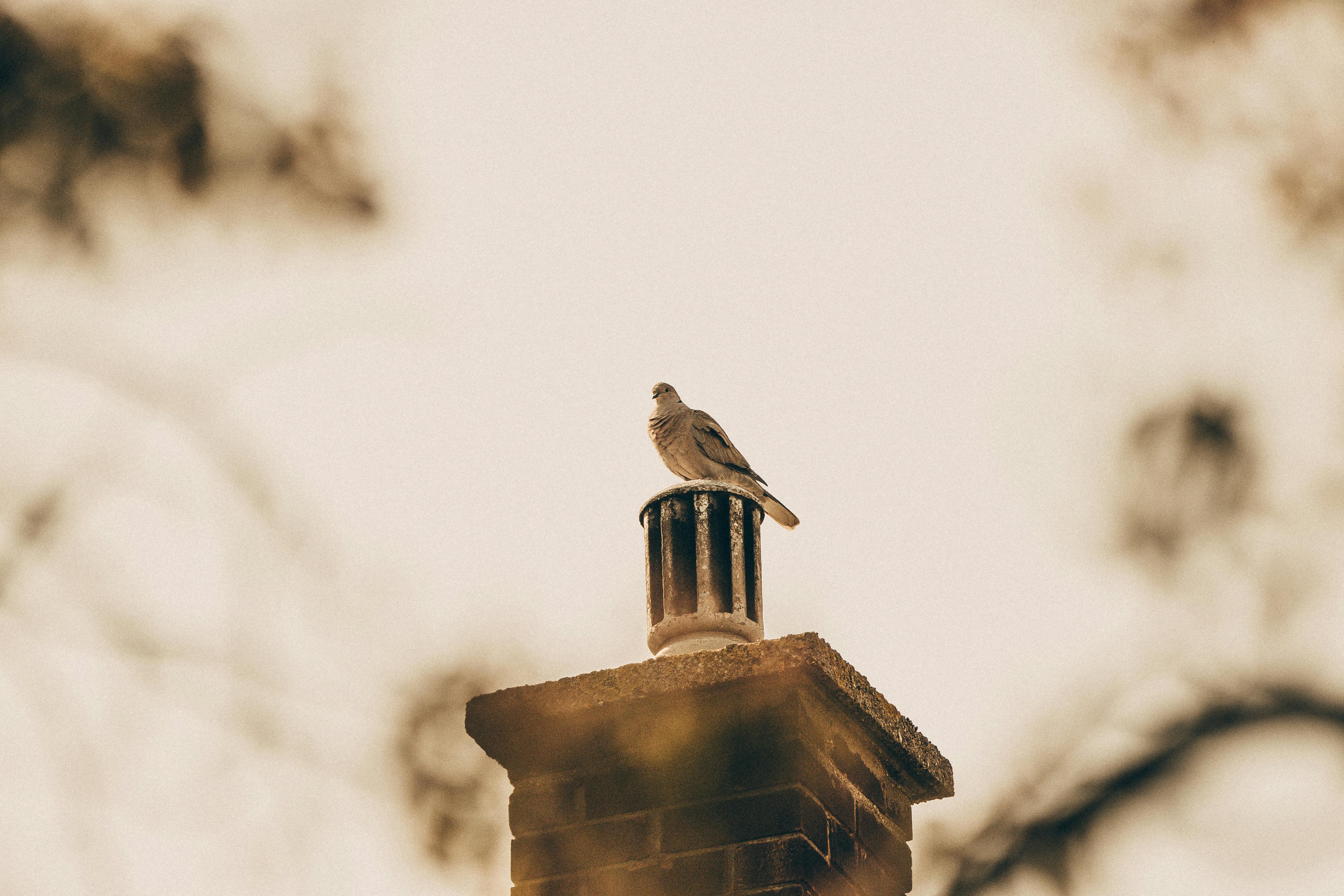 Expert Chimney Cap Installation in Allenton, Michigan